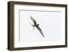Adult Arctic Tern (Sterna Paradisaea) Returning to Chick with Small Fish-Michael Nolan-Framed Photographic Print