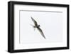 Adult Arctic Tern (Sterna Paradisaea) Returning to Chick with Small Fish-Michael Nolan-Framed Photographic Print