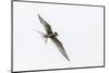 Adult Arctic Tern (Sterna Paradisaea) Returning to Chick with Small Fish-Michael Nolan-Mounted Photographic Print