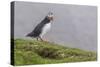 Adult Atlantic Puffin (Fratercula Arctica) at Sumburgh Head-Michael Nolan-Stretched Canvas