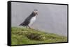 Adult Atlantic Puffin (Fratercula Arctica) at Sumburgh Head-Michael Nolan-Framed Stretched Canvas