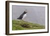 Adult Atlantic Puffin (Fratercula Arctica) at Sumburgh Head-Michael Nolan-Framed Photographic Print