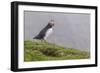 Adult Atlantic Puffin (Fratercula Arctica) at Sumburgh Head-Michael Nolan-Framed Photographic Print