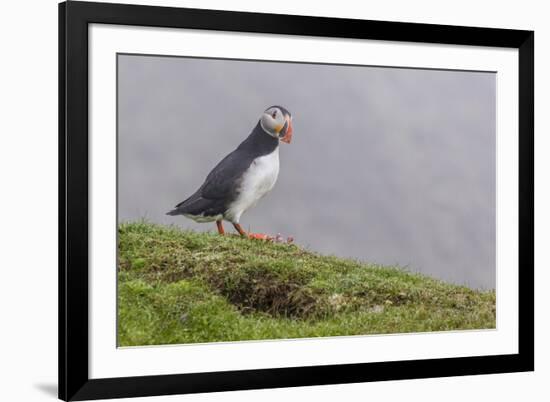 Adult Atlantic Puffin (Fratercula Arctica) at Sumburgh Head-Michael Nolan-Framed Photographic Print