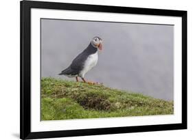 Adult Atlantic Puffin (Fratercula Arctica) at Sumburgh Head-Michael Nolan-Framed Photographic Print