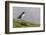 Adult Atlantic Puffin (Fratercula Arctica) at Sumburgh Head-Michael Nolan-Framed Photographic Print