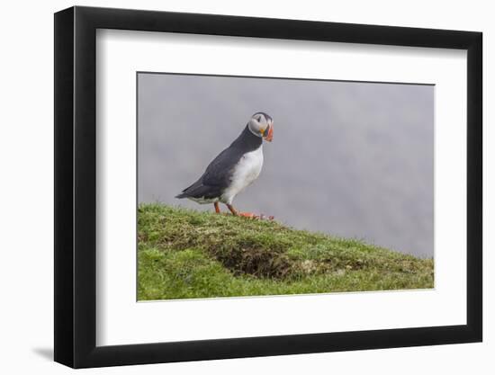 Adult Atlantic Puffin (Fratercula Arctica) at Sumburgh Head-Michael Nolan-Framed Photographic Print