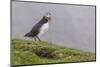 Adult Atlantic Puffin (Fratercula Arctica) at Sumburgh Head-Michael Nolan-Mounted Photographic Print