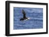 Adult Atlantic Puffin (Fratercula Arctica) in Flight with Fish in its Bill, Snaefellsnes Peninsula-Michael Nolan-Framed Photographic Print