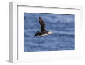 Adult Atlantic Puffin (Fratercula Arctica) in Flight with Fish in its Bill, Snaefellsnes Peninsula-Michael Nolan-Framed Photographic Print