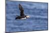 Adult Atlantic Puffin (Fratercula Arctica) in Flight with Fish in its Bill, Snaefellsnes Peninsula-Michael Nolan-Mounted Photographic Print