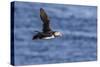 Adult Atlantic Puffin (Fratercula Arctica) in Flight with Fish in its Bill, Snaefellsnes Peninsula-Michael Nolan-Stretched Canvas