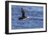 Adult Atlantic Puffin (Fratercula Arctica) in Flight with Fish in its Bill, Snaefellsnes Peninsula-Michael Nolan-Framed Photographic Print