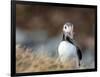 Adult Atlantic puffin (Fratercula arctica), returning to the nest site with fish-Michael Nolan-Framed Photographic Print