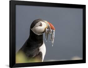 Adult Atlantic puffin (Fratercula arctica), returning to the nest site with fish-Michael Nolan-Framed Photographic Print