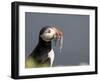 Adult Atlantic puffin (Fratercula arctica), returning to the nest site with fish-Michael Nolan-Framed Photographic Print