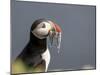 Adult Atlantic puffin (Fratercula arctica), returning to the nest site with fish-Michael Nolan-Mounted Photographic Print