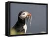 Adult Atlantic puffin (Fratercula arctica), returning to the nest site with fish-Michael Nolan-Framed Stretched Canvas