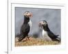 Adult Atlantic puffins (Fratercula arctica), returning to the nest site with fish-Michael Nolan-Framed Photographic Print