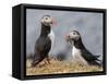 Adult Atlantic puffins (Fratercula arctica), returning to the nest site with fish-Michael Nolan-Framed Stretched Canvas