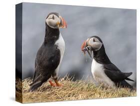 Adult Atlantic puffins (Fratercula arctica), returning to the nest site with fish-Michael Nolan-Stretched Canvas