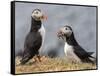 Adult Atlantic puffins (Fratercula arctica), returning to the nest site with fish-Michael Nolan-Framed Stretched Canvas