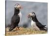 Adult Atlantic puffins (Fratercula arctica), returning to the nest site with fish-Michael Nolan-Stretched Canvas