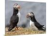 Adult Atlantic puffins (Fratercula arctica), returning to the nest site with fish-Michael Nolan-Mounted Photographic Print