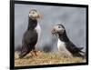 Adult Atlantic puffins (Fratercula arctica), returning to the nest site with fish-Michael Nolan-Framed Photographic Print