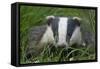 Adult Badger (Meles Meles) in Long Grass, Dorset, England, UK, July-Bertie Gregory-Framed Stretched Canvas