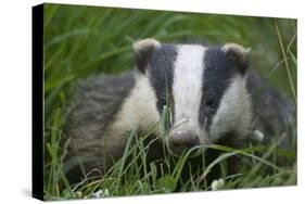 Adult Badger (Meles Meles) in Long Grass, Dorset, England, UK, July-Bertie Gregory-Stretched Canvas