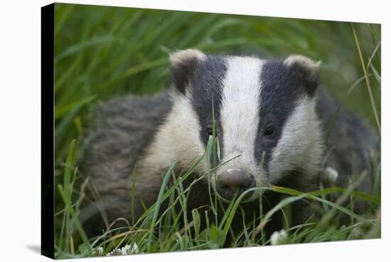 Adult Badger (Meles Meles) in Long Grass, Dorset, England, UK, July-Bertie Gregory-Stretched Canvas