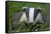 Adult Badger (Meles Meles) in Long Grass, Dorset, England, UK, July-Bertie Gregory-Framed Stretched Canvas