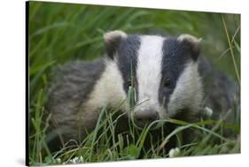 Adult Badger (Meles Meles) in Long Grass, Dorset, England, UK, July-Bertie Gregory-Stretched Canvas