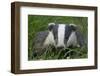 Adult Badger (Meles Meles) in Long Grass, Dorset, England, UK, July-Bertie Gregory-Framed Photographic Print