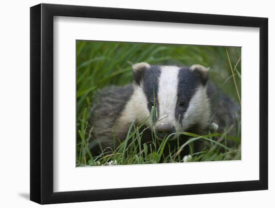 Adult Badger (Meles Meles) in Long Grass, Dorset, England, UK, July-Bertie Gregory-Framed Photographic Print