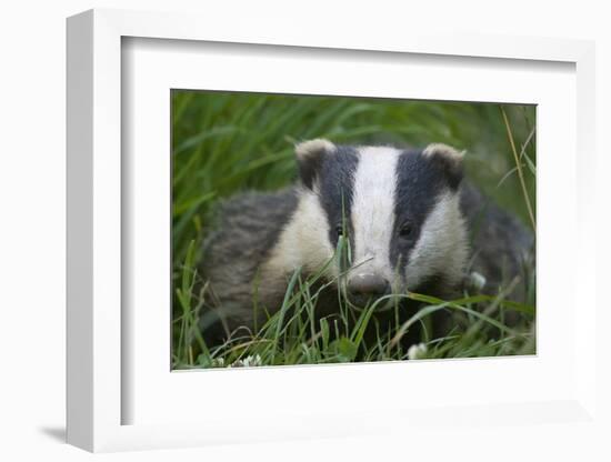 Adult Badger (Meles Meles) in Long Grass, Dorset, England, UK, July-Bertie Gregory-Framed Photographic Print