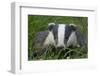 Adult Badger (Meles Meles) in Long Grass, Dorset, England, UK, July-Bertie Gregory-Framed Photographic Print