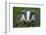 Adult Badger (Meles Meles) in Long Grass, Dorset, England, UK, July-Bertie Gregory-Framed Photographic Print