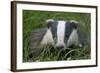 Adult Badger (Meles Meles) in Long Grass, Dorset, England, UK, July-Bertie Gregory-Framed Photographic Print