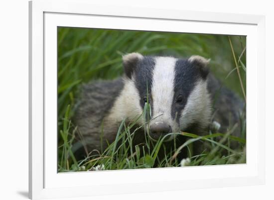 Adult Badger (Meles Meles) in Long Grass, Dorset, England, UK, July-Bertie Gregory-Framed Photographic Print