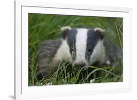 Adult Badger (Meles Meles) in Long Grass, Dorset, England, UK, July-Bertie Gregory-Framed Photographic Print