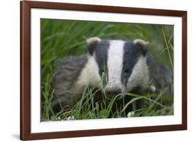 Adult Badger (Meles Meles) in Long Grass, Dorset, England, UK, July-Bertie Gregory-Framed Photographic Print