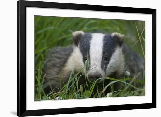 Adult Badger (Meles Meles) in Long Grass, Dorset, England, UK, July-Bertie Gregory-Framed Photographic Print