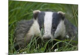 Adult Badger (Meles Meles) in Long Grass, Dorset, England, UK, July-Bertie Gregory-Mounted Photographic Print