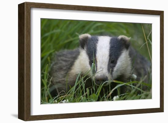 Adult Badger (Meles Meles) in Long Grass, Dorset, England, UK, July-Bertie Gregory-Framed Photographic Print