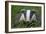 Adult Badger (Meles Meles) in Long Grass, Dorset, England, UK, July-Bertie Gregory-Framed Photographic Print