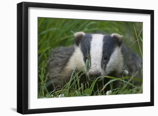 Adult Badger (Meles Meles) in Long Grass, Dorset, England, UK, July-Bertie Gregory-Framed Photographic Print