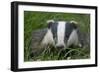 Adult Badger (Meles Meles) in Long Grass, Dorset, England, UK, July-Bertie Gregory-Framed Photographic Print