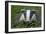 Adult Badger (Meles Meles) in Long Grass, Dorset, England, UK, July-Bertie Gregory-Framed Photographic Print